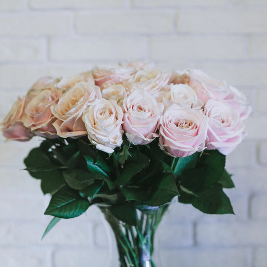 Roses Blush pink